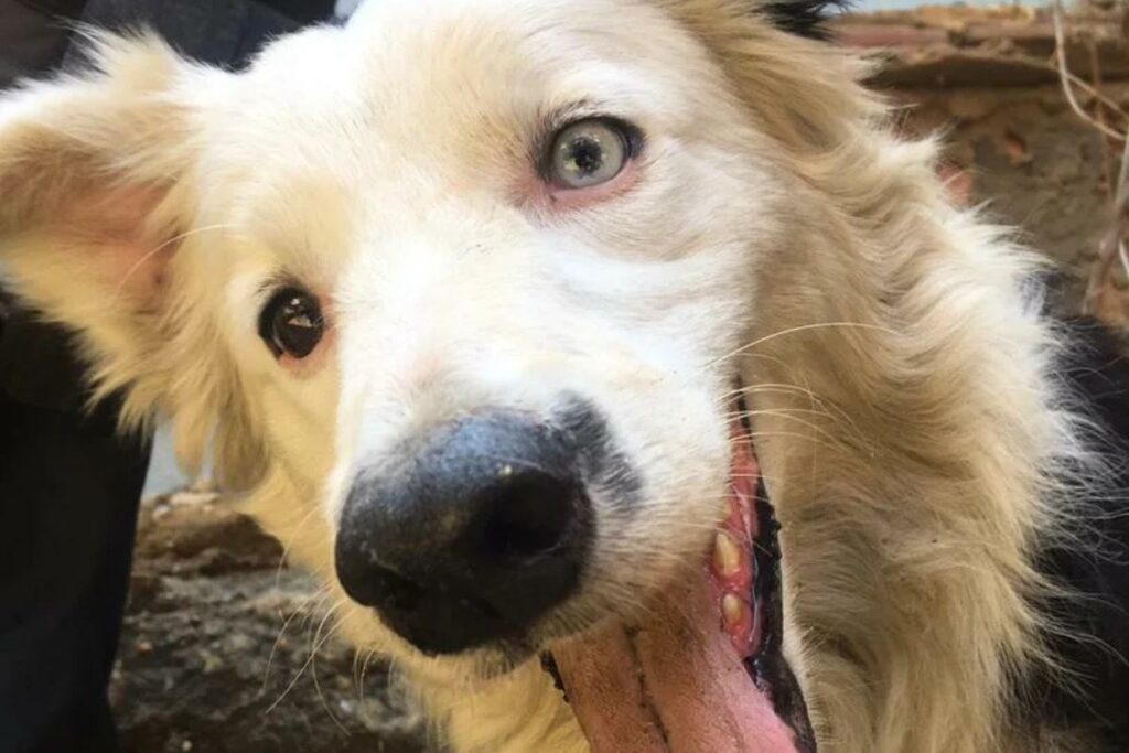 El perro rescatista que pasó del abandono a convertirse en héroe